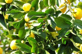 柠檬树怎么养,第3图