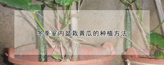 冬季室内盆栽黄瓜的种植方法,第1图
