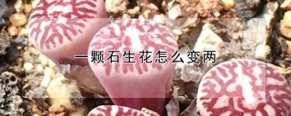 一颗石生花怎么变两,第1图