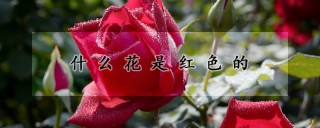 什么花是红色的,第1图