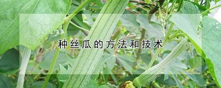 种丝瓜的方法和技术,第1图