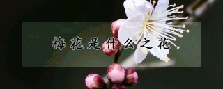 梅花是什么之花,第1图