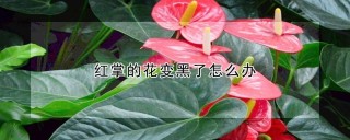 红掌的花变黑了怎么办,第1图