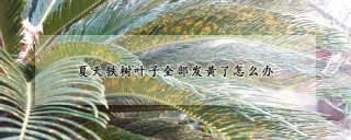 夏天铁树叶子全部发黄了怎么办,第1图