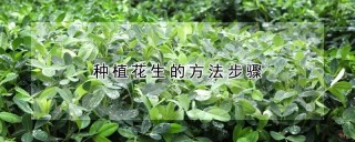 种植花生的方法步骤,第1图