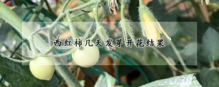 西红柿几天发芽开花结果,第1图