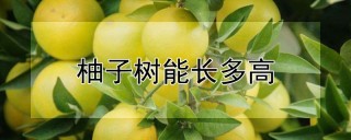 柚子树能长多高,第1图