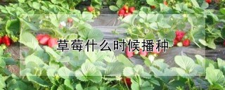 草莓什么时候播种,第1图