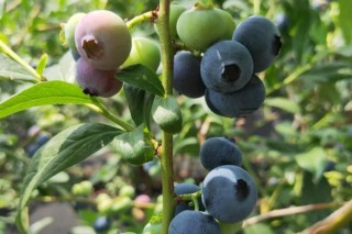 最甜最早熟最大的蓝莓品种 蓝莓早熟品种介绍,第1图