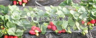 草莓走茎怎么繁殖,第1图