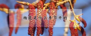 杨花是什么季节开的,第1图