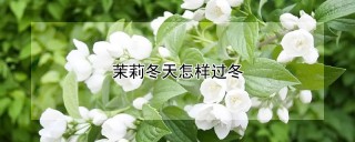 茉莉冬天怎样过冬,第1图