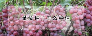 葡萄种子怎么种植,第1图