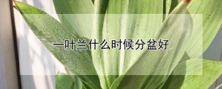 一叶兰什么时候分盆好,第1图