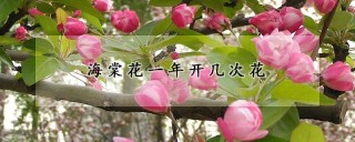 海棠花一年开几次花,第1图