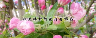 秋天播种的花卉有哪些,第1图