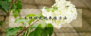 木绣球花的养殖方法,第1图