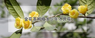 金花茶种植多少年才开花,第1图