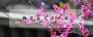 梅花在几月开放,第1图