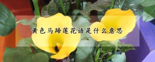 黄色马蹄莲花语是什么意思,第1图