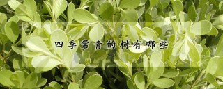 四季常青的树有哪些,第1图