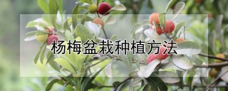 杨梅盆栽种植方法,第1图