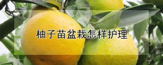 柚子苗盆栽怎样护理,第1图