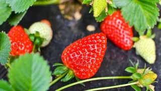 草莓种植技术,第1图