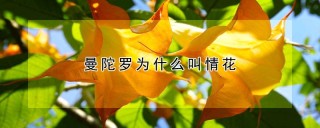 曼陀罗为什么叫情花,第1图