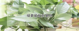 绿萝能放卧室吗,第1图