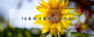 15朵向日葵花语是什么,第1图