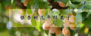 银杏树几年结果子,第1图