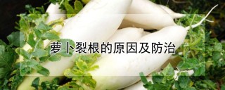 萝卜裂根的原因及防治,第1图