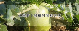 水果萝卜种植时间和方法,第1图