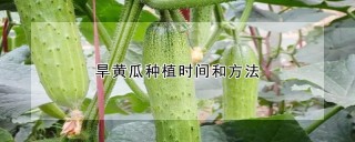 旱黄瓜种植时间和方法,第1图