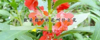 能染指甲的花叫什么花,第1图