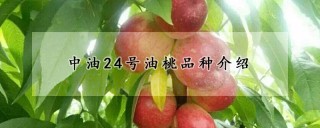 中油24号油桃品种介绍,第1图