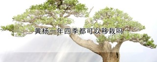 黄杨一年四季都可以移栽吗,第1图