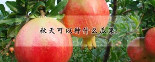 秋天可以种什么瓜果,第1图