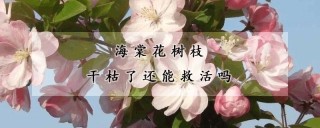 海棠花树枝干枯了还能救活吗,第1图