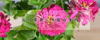 百日草第二年能自生吗,第1图