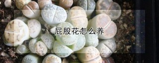 屁股花怎么养,第1图