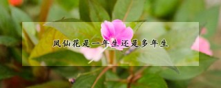 凤仙花是一年生还是多年生,第1图