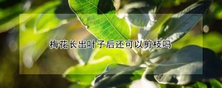 梅花长出叶子后还可以剪枝吗,第1图