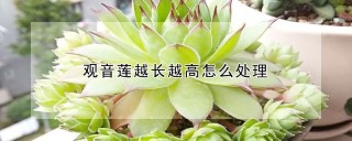 观音莲越长越高怎么处理,第1图