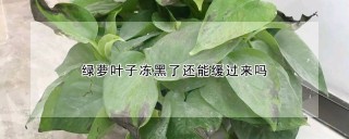 绿萝叶子冻黑了还能缓过来吗,第1图