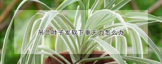 吊兰叶子发软下垂无力怎么办,第1图