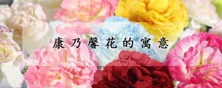 康乃馨花的寓意,第1图