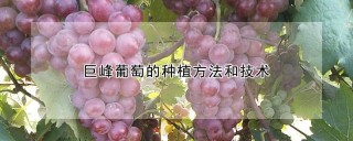 巨峰葡萄的种植方法和技术,第1图