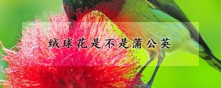 绒球花是不是蒲公英,第1图